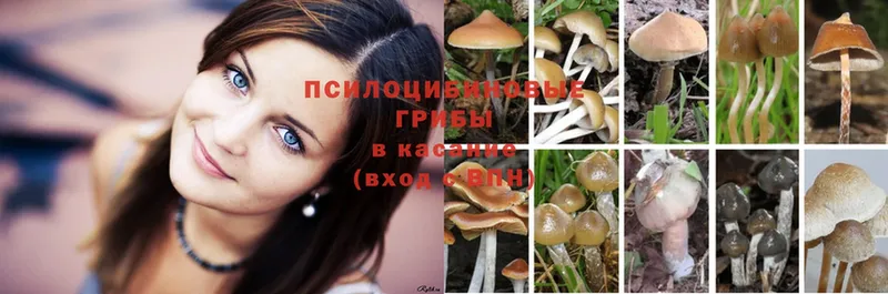 Галлюциногенные грибы Magic Shrooms  Борзя 